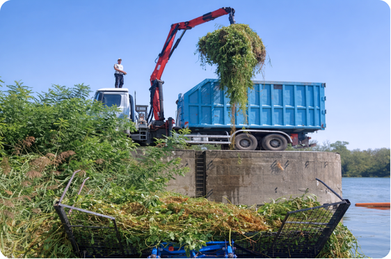 Ramassage des végétaux aquatiques