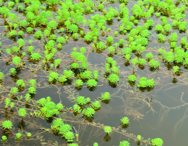 Myriophylle