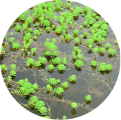Myriophylle