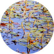 Potamots
