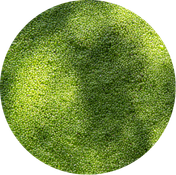 Lentilles d'eau
